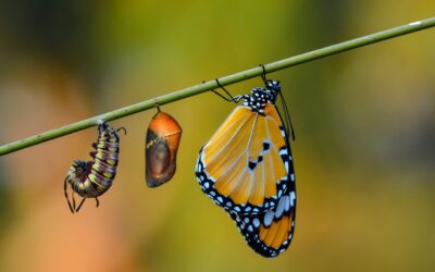 Feest der Overwinningen