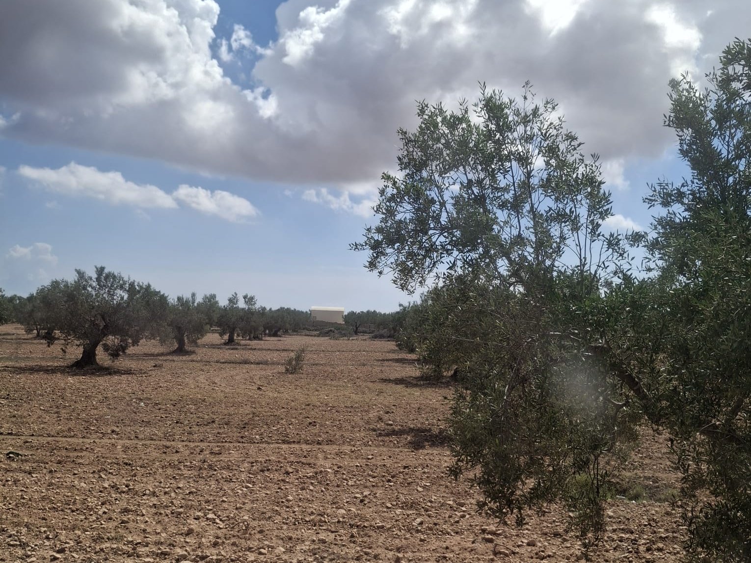 Bomen op kale akker