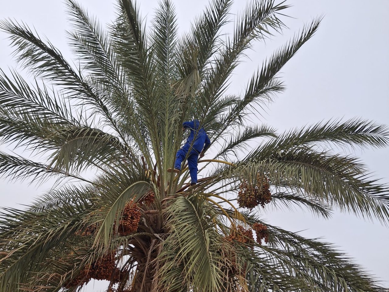 Hoog in de palmboom